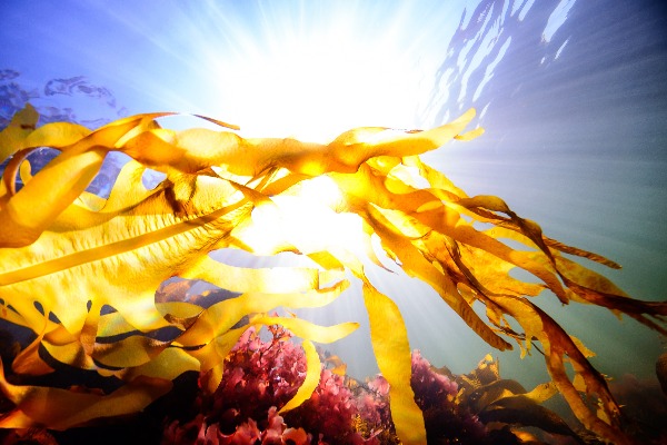 Novel Microencapsulation Technique A Game Changer For Fish Oils