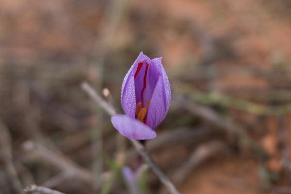 Pharmactive Affron Saffron Helps Beat the Blues